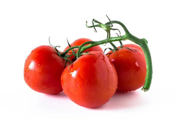 Tomaten — Stockfoto