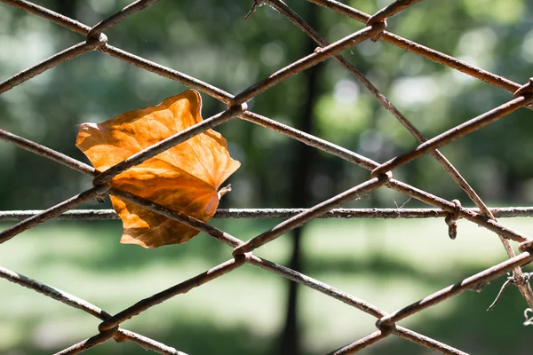 Leaf trap — Stock Photo, Image