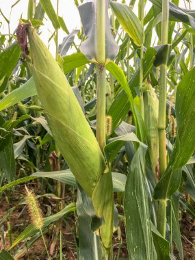 Mısır tarlasında mısır koçanları