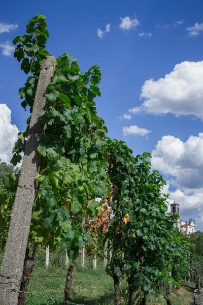 Viñedo — Foto de Stock