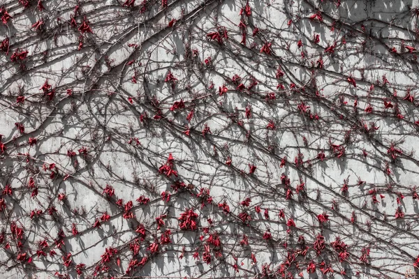 完全に紅葉とツタ植物で覆われた壁. — ストック写真