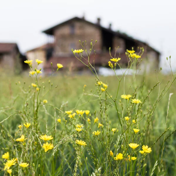 Spring meadows around a rural house — Stock Photo, Image