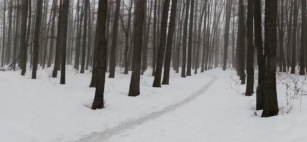 Зимний лес под снегом — стоковое фото