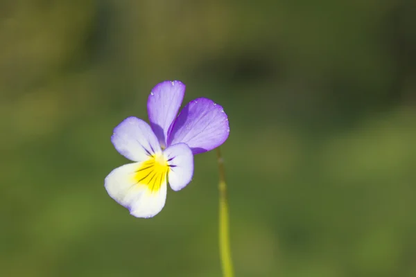 Pansy Flower in Spring Field — Stock Photo, Image
