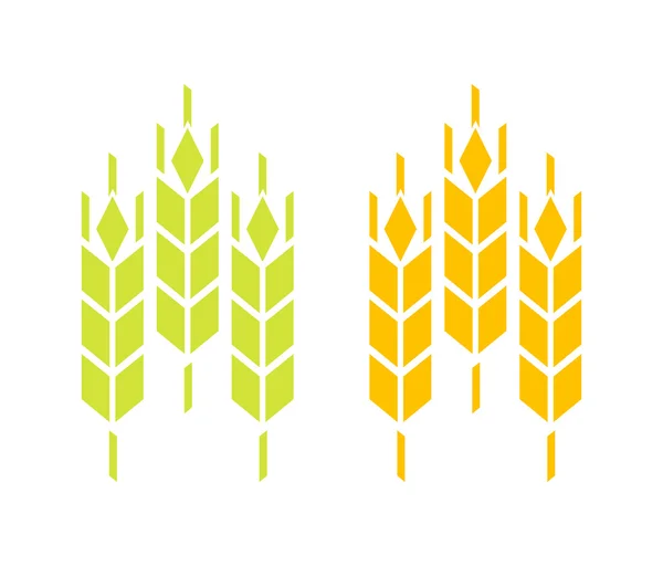 Пшениця і жито або ячмінь вуха — стоковий вектор