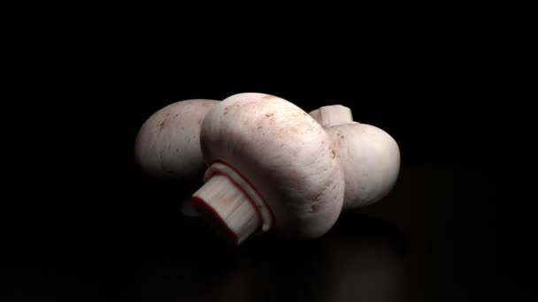 Champignon houby rotující izolované na černém pozadí — Stock video