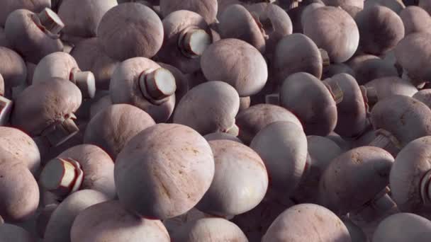 Un mucchio di funghi in vendita. Funghi freschi di ottima qualità — Video Stock