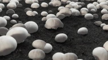 Champignon çiftlik görüntülerinde karanlık zemin ve mantarlar var.