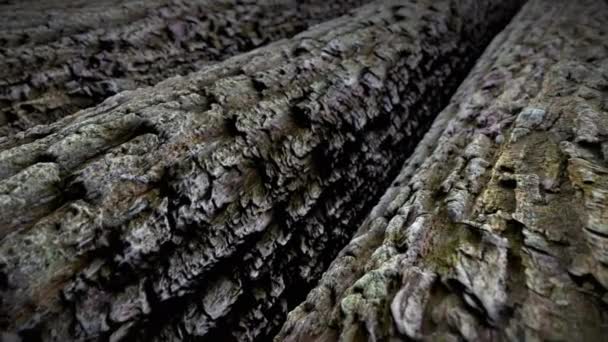 Rundholz auf dem Sägewerk fällen zum Bauen oder Heizen — Stockvideo