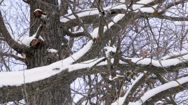 Dřevorubci klepající na dřevo v zimní den během sněhu — Stock video