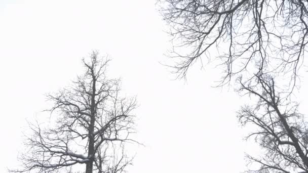 Forêt hivernale avec ciel nuageux — Video