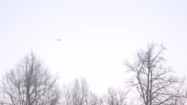 Einzelne Rabenvögel fliegen im Winter malerischen Wald — Stockvideo