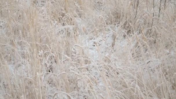 草やカタツムリの霜 — ストック動画
