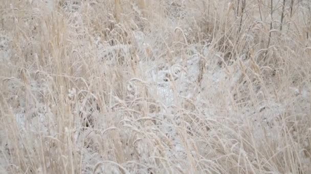 Frost on the grass and cattails — Stock Video