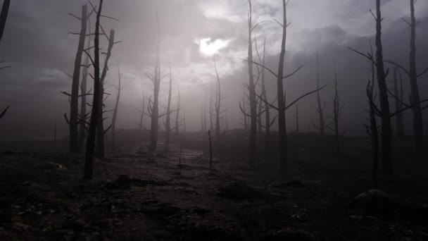 Спалений розмірний ліс над темним небом з мертвими деревами після пожежі . — стокове відео