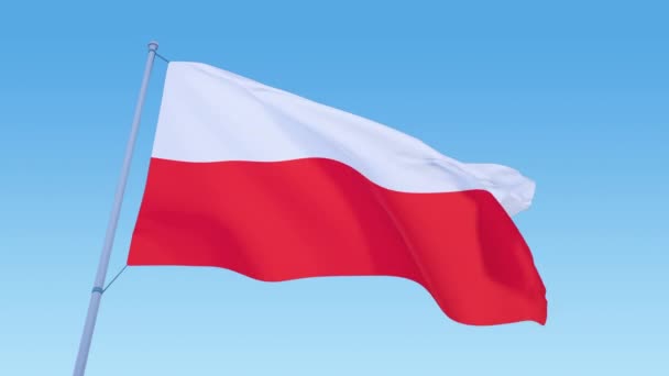 Polish flag loop footage at day light blowing close up — Stock Video