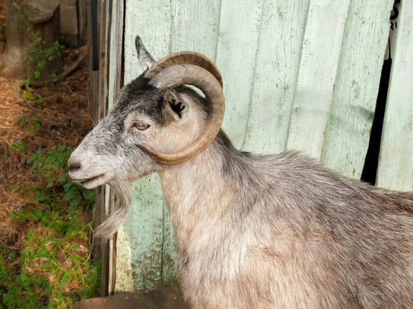 Bärtige graue Ziege mit großen schicken Hörnern im Profil — Stockfoto