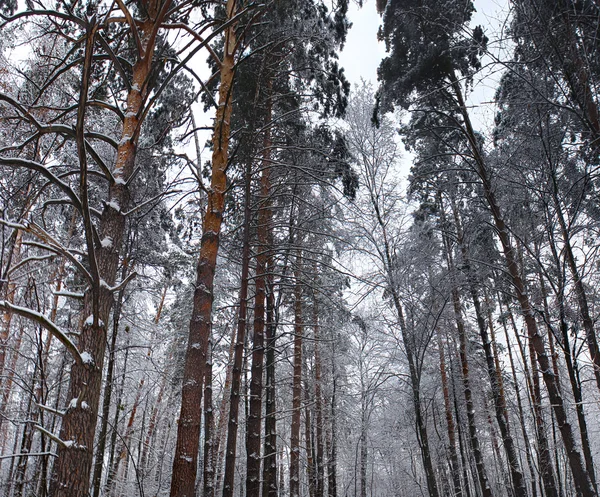 Borovicový les v zimě den — Stock fotografie