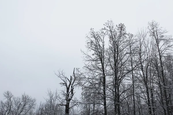 Серый зимний пейзаж — стоковое фото