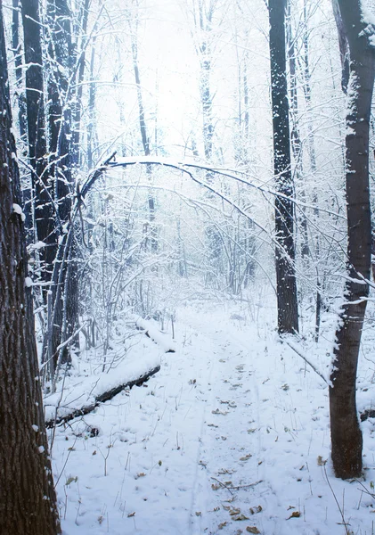 Дорога через замерзший зимний лес — стоковое фото