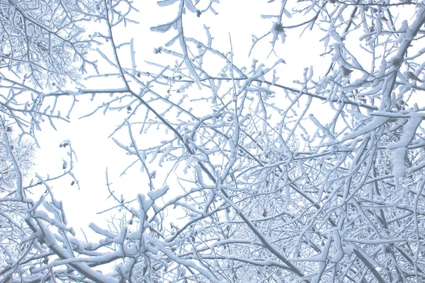 Пейзаж со снежными ветвями — стоковое фото