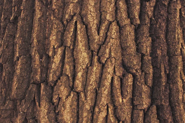 Texture di una corteccia di quercia — Foto Stock