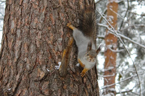 Squirrel on the tree — Stock Photo, Image