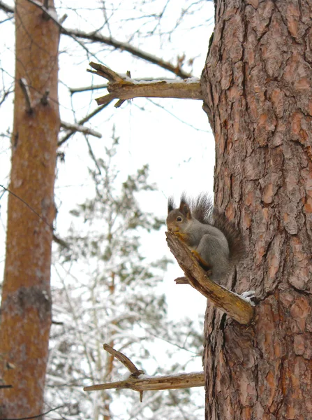 Squirrel on the tree eats nuts — Stock Photo, Image