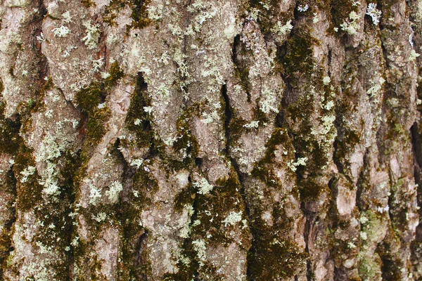 Casca de carvalho sob musgo — Fotografia de Stock