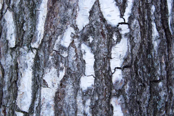 Huş ağacı kabuğunun dokusu — Stok fotoğraf