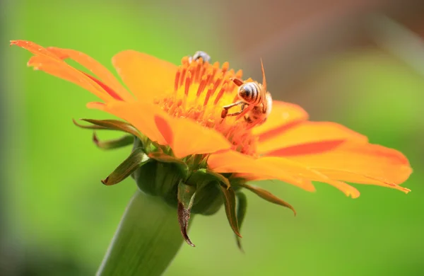 花で蜂 — ストック写真