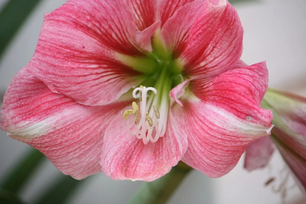 Pétalos de flor rosa — Foto de Stock