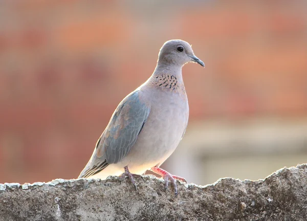 Taube auf alter Mauer — Stockfoto