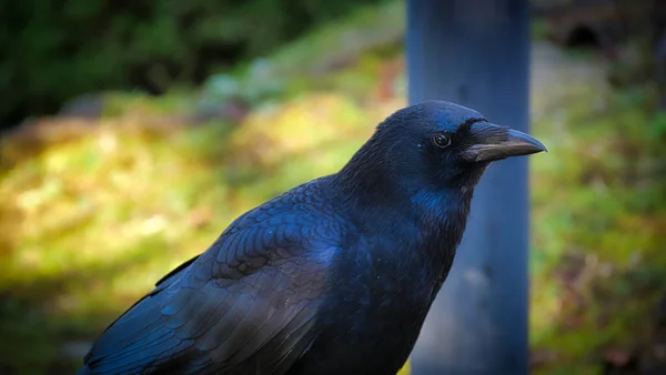 Japanische Krähe Corvus Corax — Stockfoto