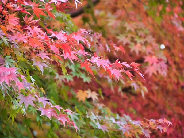 Sonbaharda akçaağaç kırmızısı. Japonya 'da Momiji..