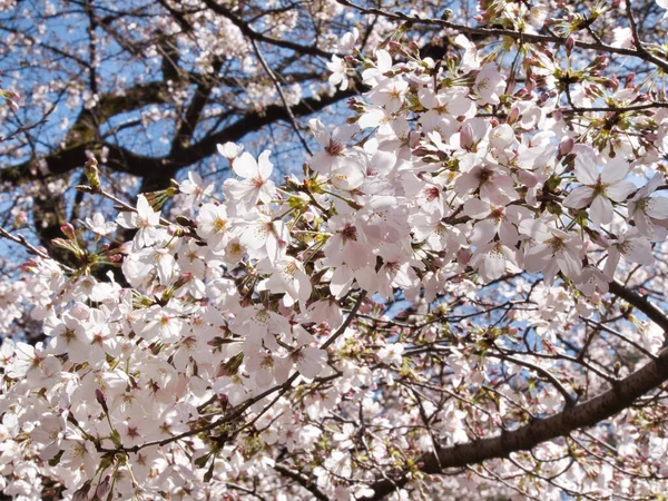 Baharda güneşli bir günde Japon Sakura 'sının güzelliği