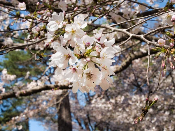 Baharda güneşli bir günde Japon Sakura 'sının güzelliği