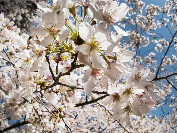 Baharda güneşli bir günde Japon Sakura 'sının güzelliği