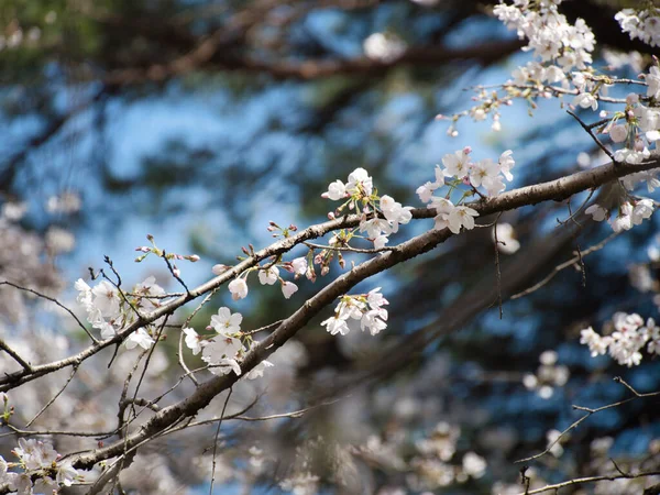 Baharda güneşli bir günde Japon Sakura 'sının güzelliği