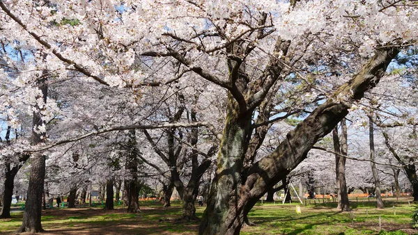 Baharda güneşli bir günde Japon Sakura 'sının güzelliği