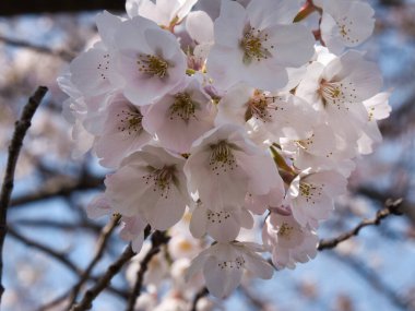 Baharda güneşli bir günde Japon Sakura 'sının güzelliği