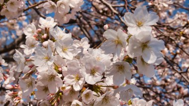 Baharda güneşli bir günde Japon Sakura 'sının güzelliği