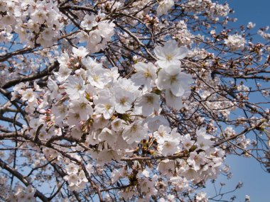 Baharda güneşli bir günde Japon Sakura 'sının güzelliği