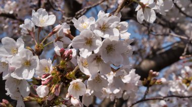 Baharda güneşli bir günde Japon Sakura 'sının güzelliği