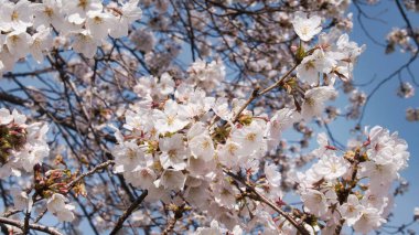 Baharda güneşli bir günde Japon Sakura 'sının güzelliği