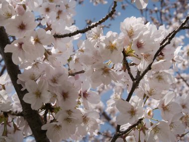 Baharda güneşli bir günde Japon Sakura 'sının güzelliği
