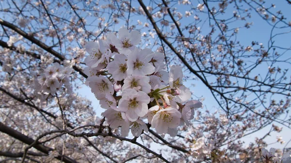 Baharda güneşli bir günde Japon Sakura 'sının güzelliği