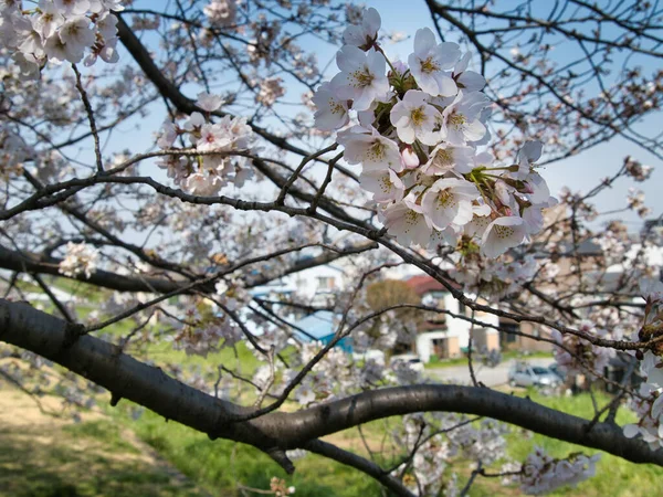 Baharda güneşli bir günde Japon Sakura 'sının güzelliği