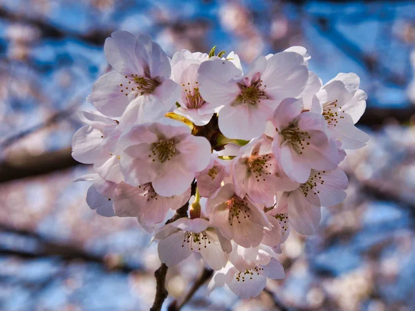 Baharda güneşli bir günde Japon Sakura 'sının güzelliği