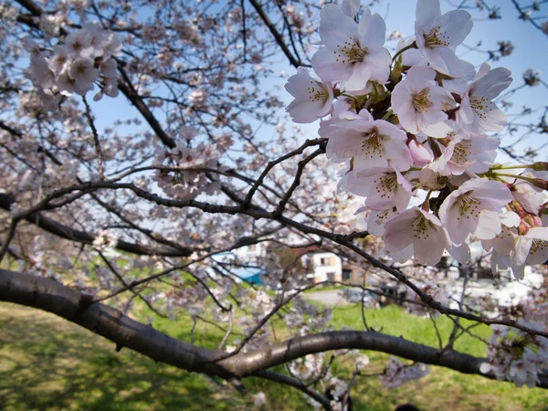 Baharda güneşli bir günde Japon Sakura 'sının güzelliği